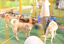 收容所負責人車禍留醫 逾百動物無人照顧 熱心義工一呼百應