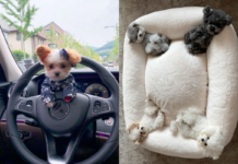 )袖珍犬睡大床 竟能「一隻睡一角」!